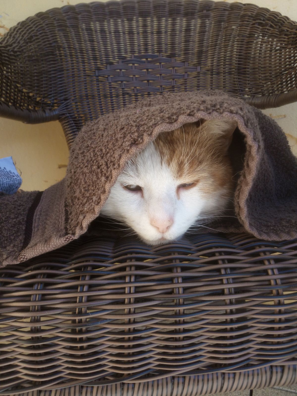Katze Handtuch