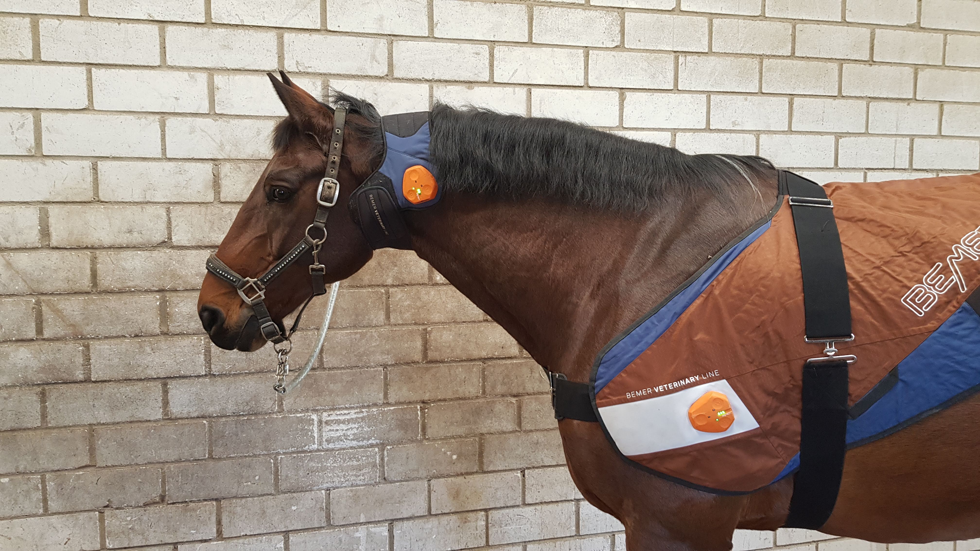 Bemer Veterinary Line Horse Set